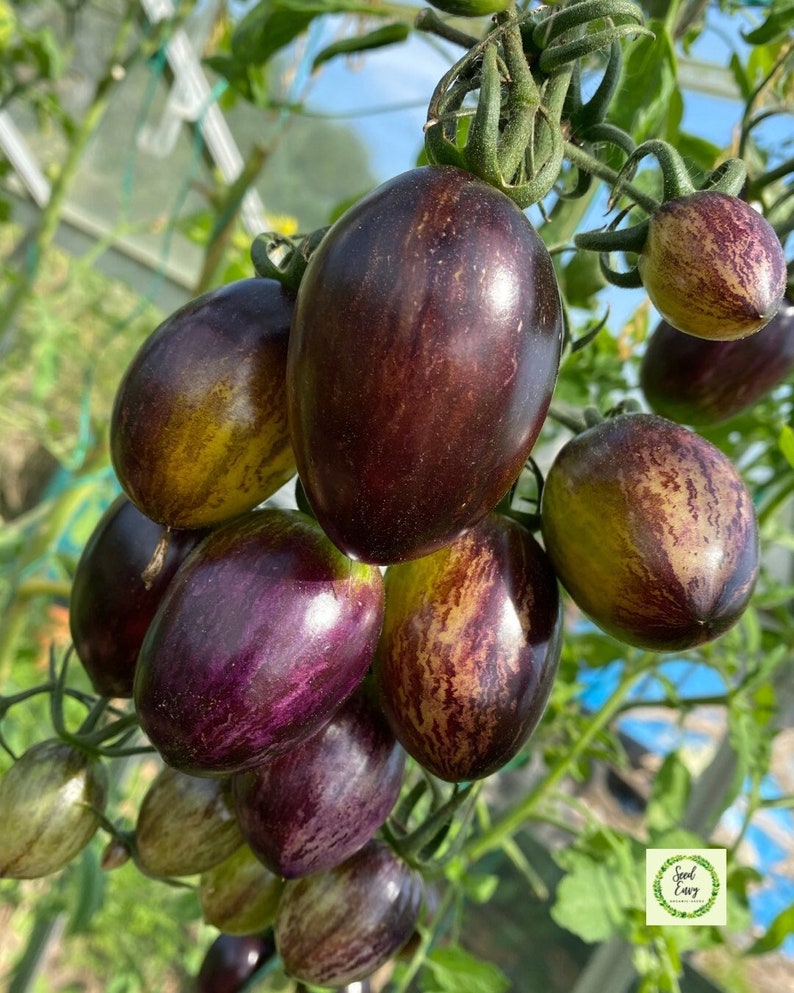 BRAD'S ATOMIC GRAPE Heirloom Tomato Organic Seeds Etsy UK