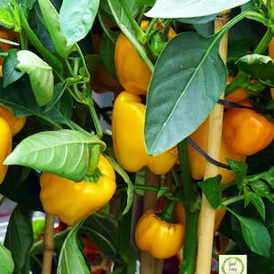 ORANGE BELL Pepper - Organic Seeds