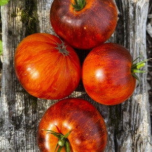 Alice&#39;s Dream Heirloom Tomaten - RARE Bio Samen