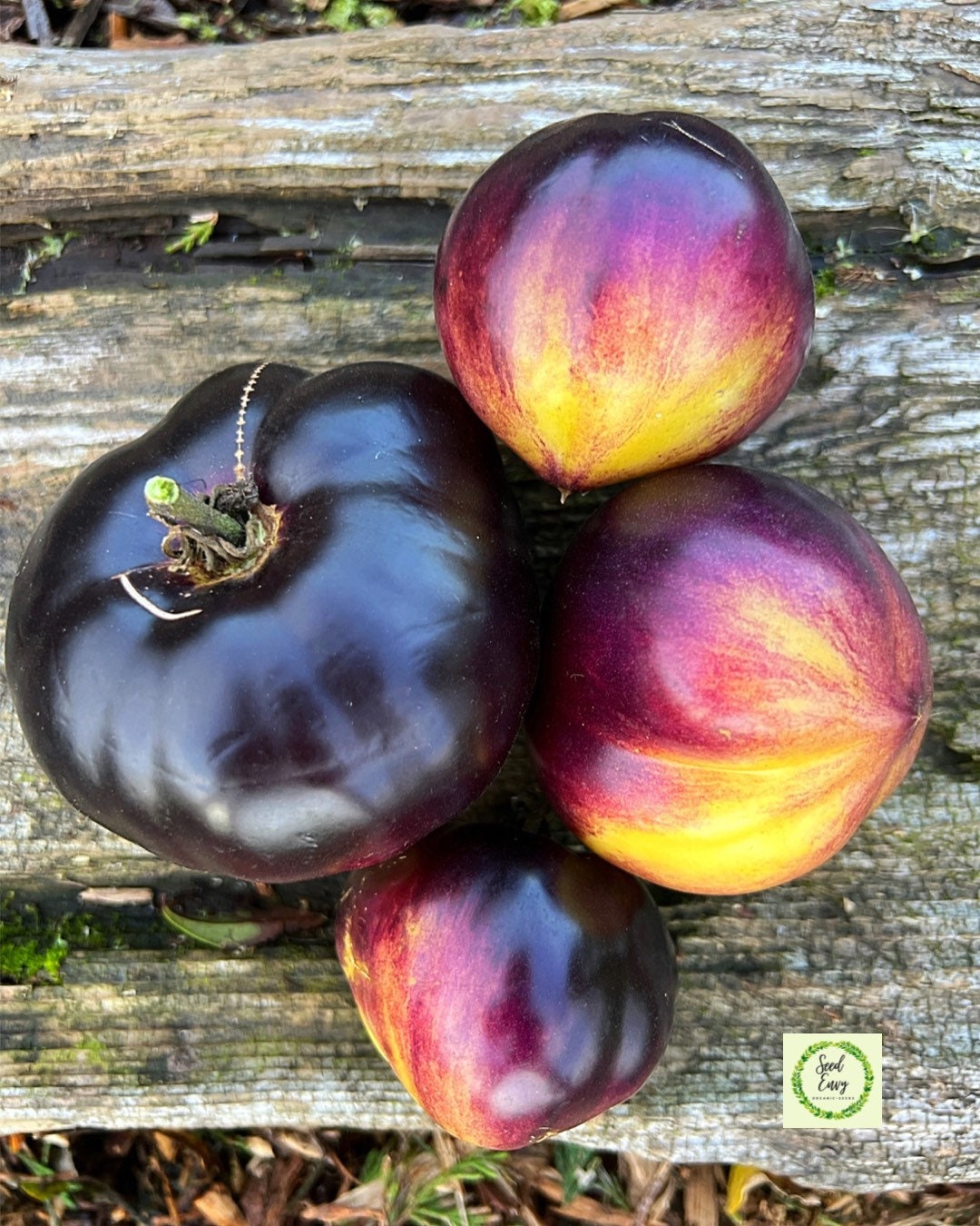 SART ROLOISE Heirloom Tomato RARE Organic Seeds - Etsy UK