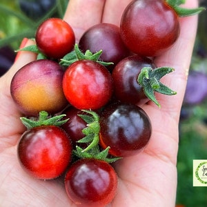 ARÁNDANOS AZULES Tomate Cherry Heirloom - Semillas orgánicas