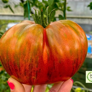 Large Barred Boar Tomato Seeds - Organic Heirloom
