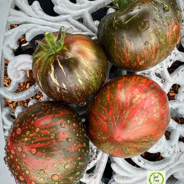 Heirloom Tomato Etsy UK