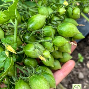 BARRY’S CRAZY Cherry Tomato Seeds - RARE Organic Heirloom