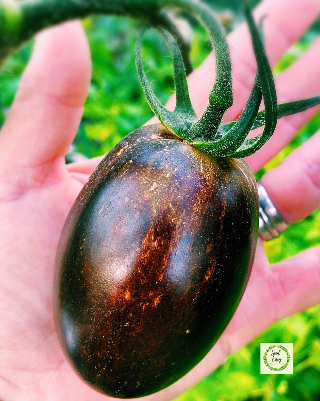 BRAD'S ATOMIC GRAPE Heirloom Tomato Organic Seeds Etsy UK