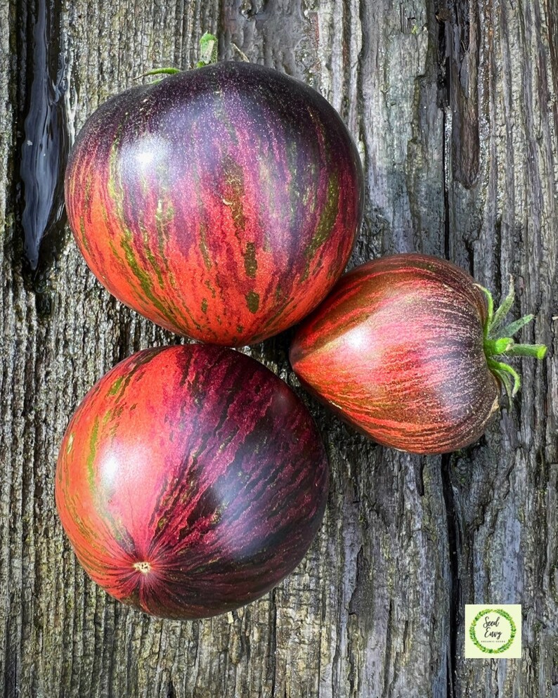 REBEL STARFIGHTER PRIME Heirloom Tomato Rare Organic Seeds Etsy Australia