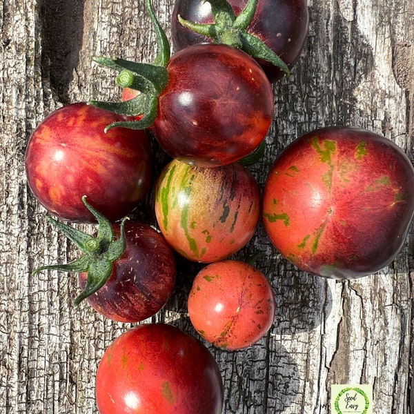 Pomodoro antico FRAGOLA NERA - Semi biologici RARI