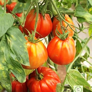 Cuore di Bue Italiaanse Heirloom Oxheart-tomaat - biologische zaden