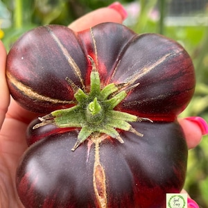 MAR AZUL スペイン産伝統トマト - オーガニック種子