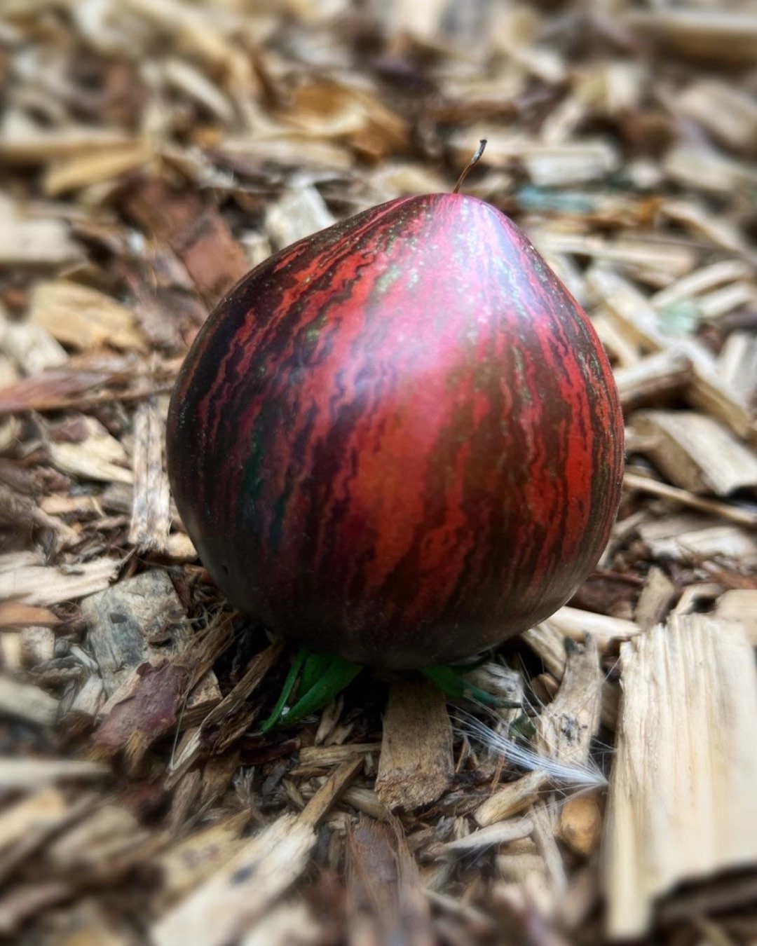 REBEL STARFIGHTER PRIME Heirloom Tomato Rare Organic Seeds Etsy Australia