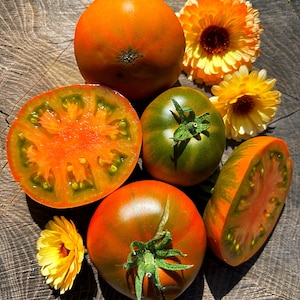 THORBURN&#39;S TERRACOTTA Erbstück Tomaten - Seltene Samen