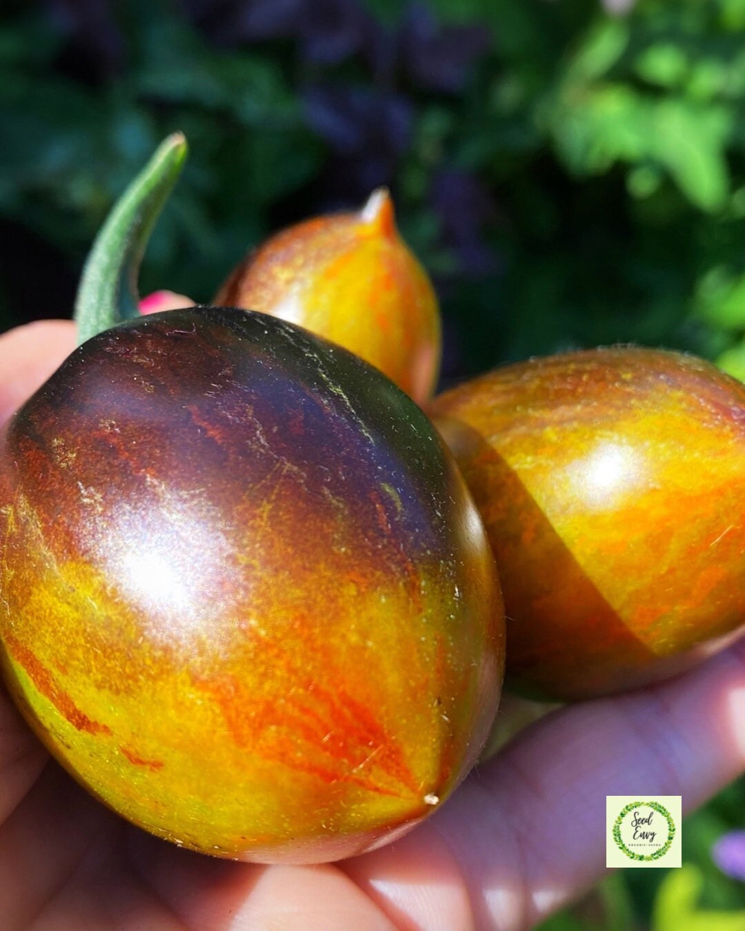 BRAD'S ATOMIC GRAPE Heirloom Tomato Organic Seeds Etsy UK