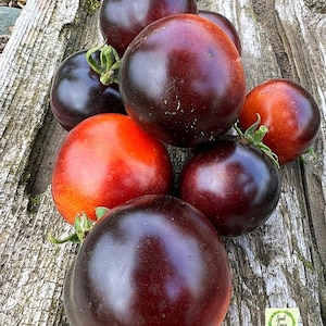 INDIGO ROSE Heirloom Cherry Tomato - RARE Organic Seeds