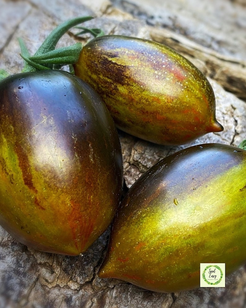 BRAD'S ATOMIC GRAPE Heirloom Tomato Organic Seeds Etsy UK