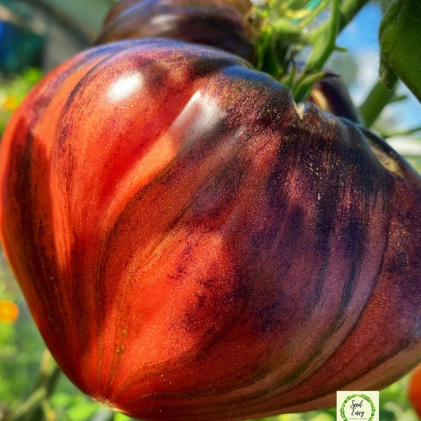 CRUSHED HEART Tomato - Organic Heirloom Seeds