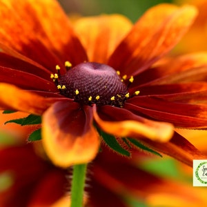 RUDBECKIA Rustic Dwarf Mixed - Organic Seeds