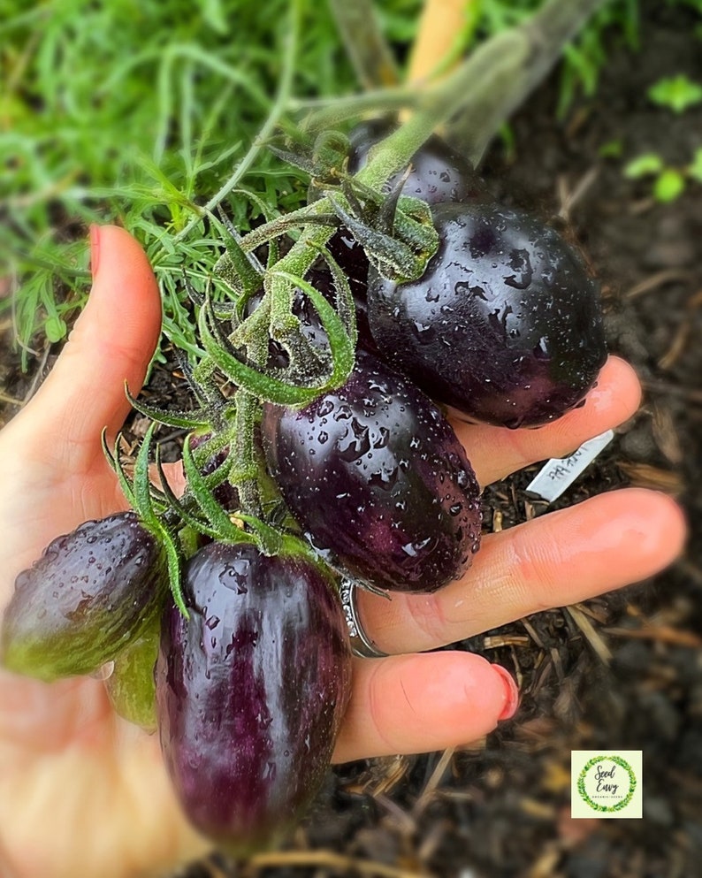 BRAD'S ATOMIC GRAPE Heirloom Tomato Organic Seeds Etsy UK