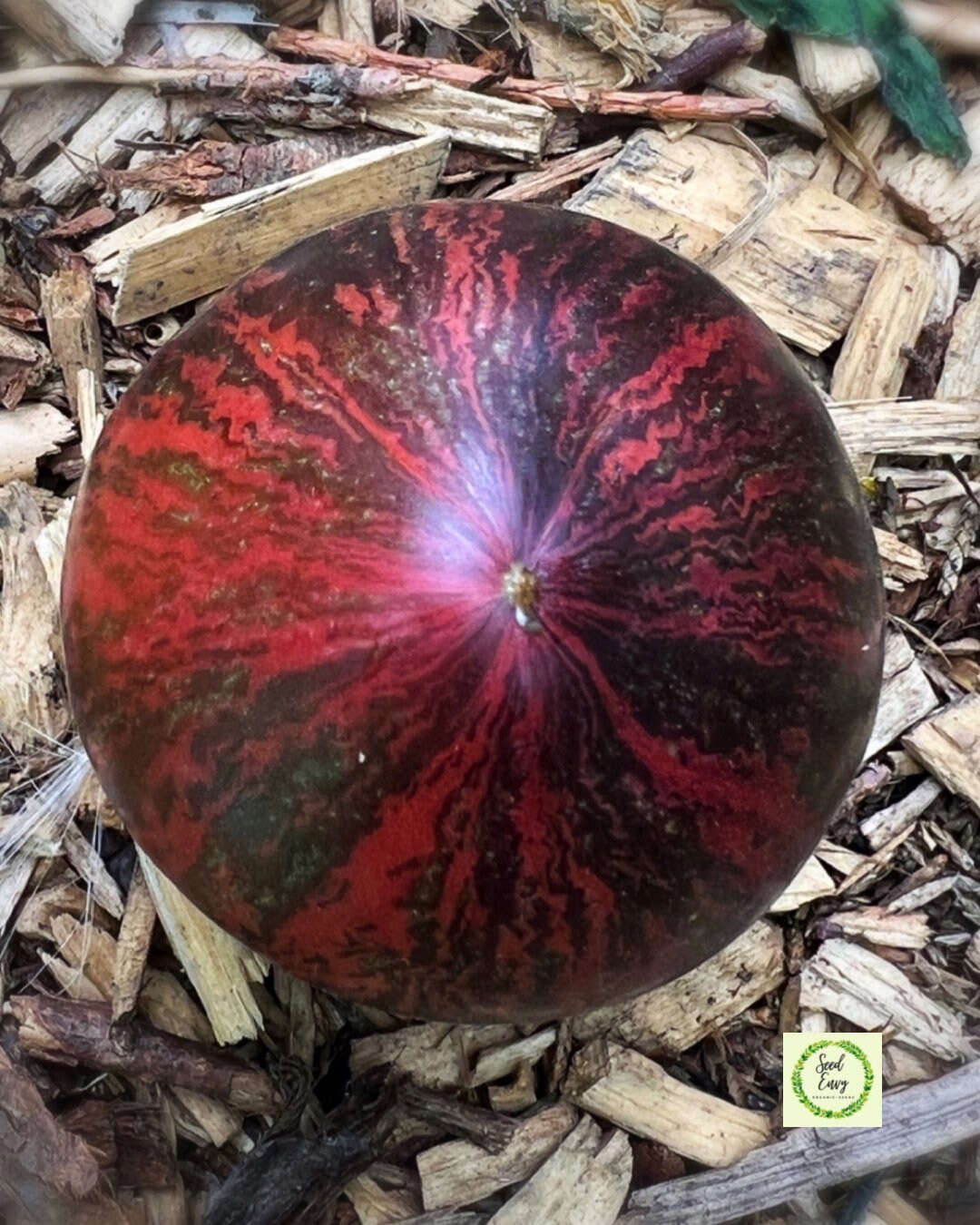 REBEL STARFIGHTER PRIME Heirloom Tomato Rare Organic Seeds Etsy Australia