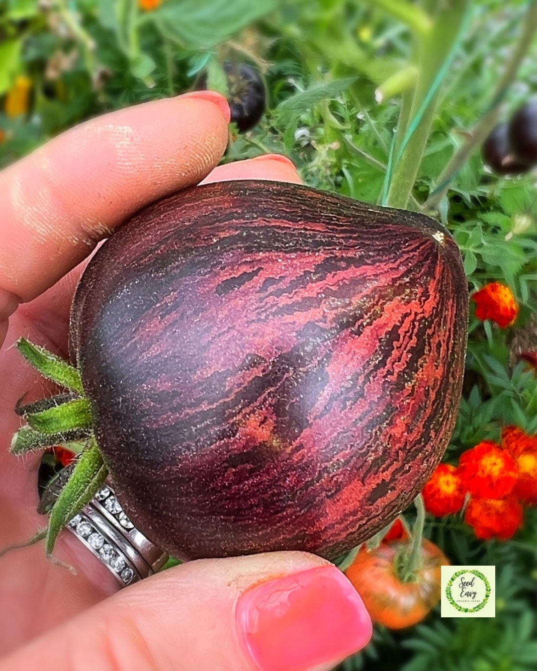REBEL STARFIGHTER PRIME Heirloom Tomato Rare Organic Seeds Etsy Australia