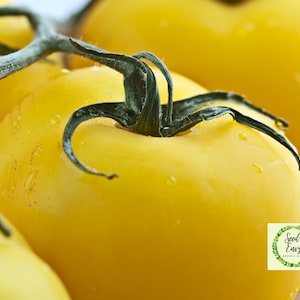 YELLOW DELIGHT Tomato - Organic Seeds