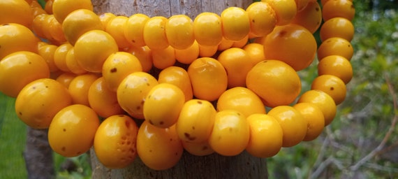 Happy Tropical Yellow Stone Beads Multistrand Nat… - image 2