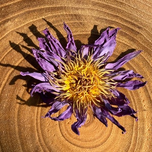 Blue Lotus - Ritual Kit -30g organic Nymphaea Caerulea (Product of Thailand) // Blue Lotus - whole flower