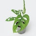 see more listings in the Monstera  section