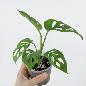 Monstera Adansonii Bouture avec racines image 2