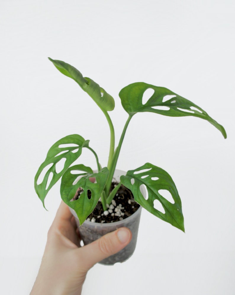 Monstera Adansonii Bouture avec racines image 2