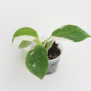 Philodendron White Wizard Bouture avec racines image 3