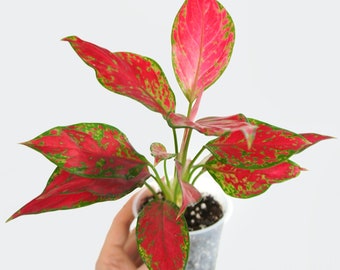 Aglaonema Cherry Baby