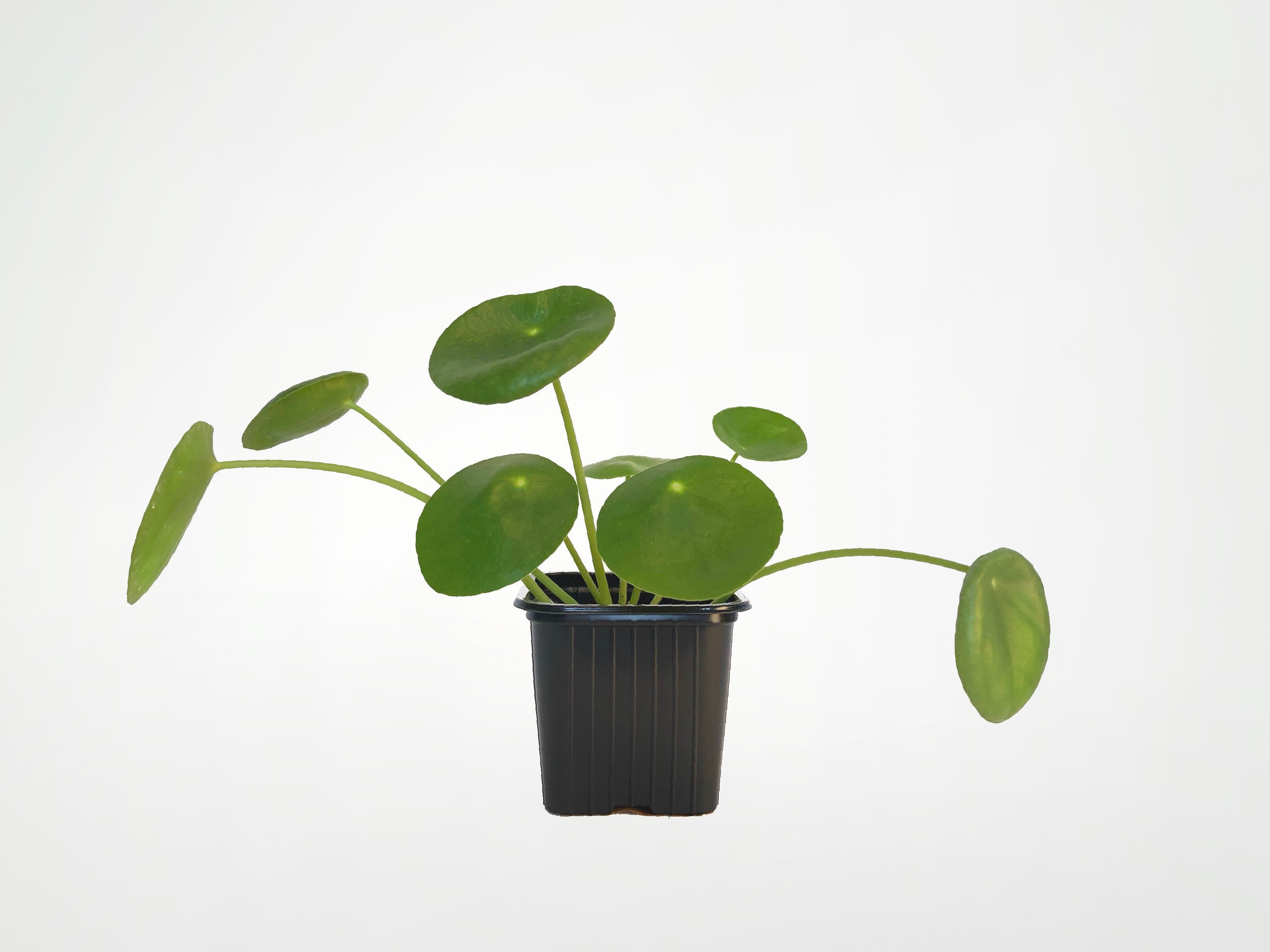 Pilea Peperomioides