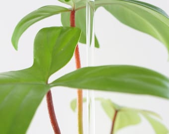 Tuteur Transparent - 40cm - Support Orchidée et plantes tropicales