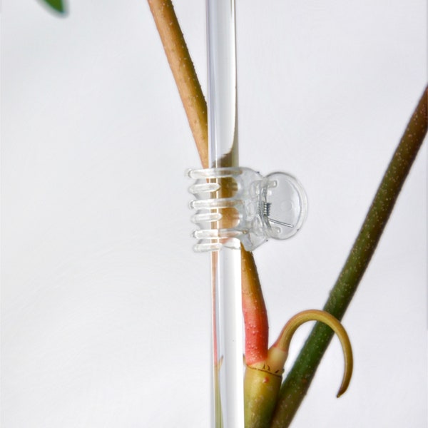 5 pinces transparentes pour le support des plantes