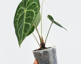 Anthurium Clarinervium