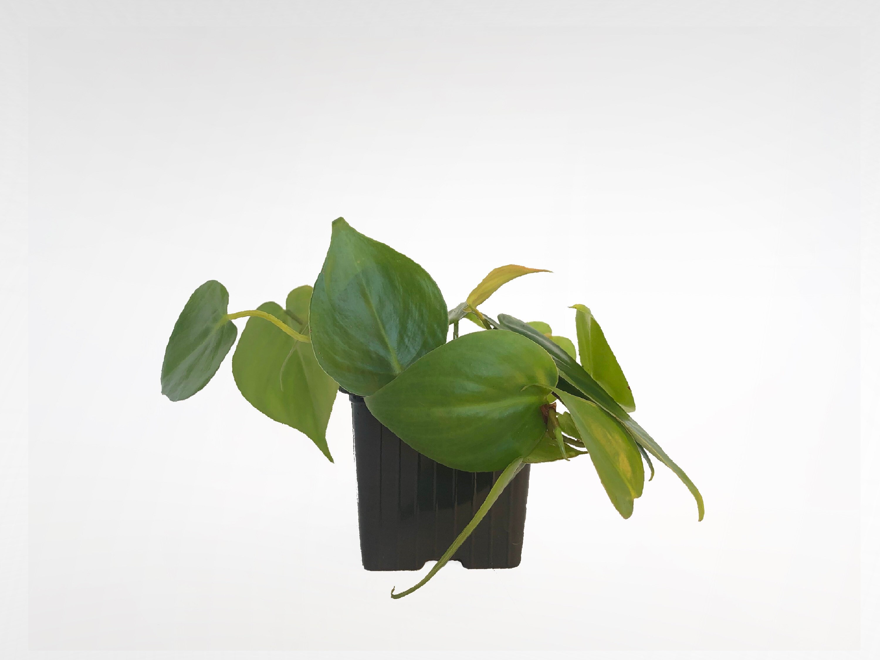 Philodendron Hederaceum