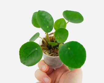 Pilea Peperomioides - aussi appelé plante à monnaie chinoise