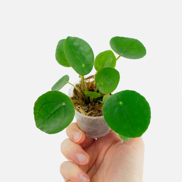 Pilea Peperomioides - aussi appelé plante à monnaie chinoise