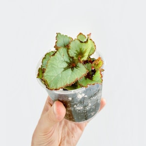 Peut inclure: Une petite plante de bégonia dans un gobelet en plastique transparent. Les feuilles sont vertes avec des bords rouges et un centre rouge foncé. La plante est tenue sur un fond blanc.