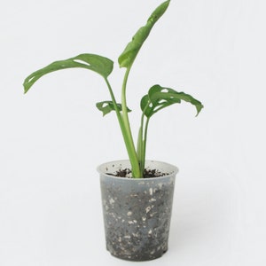 Monstera Adansonii Bouture avec racines image 3