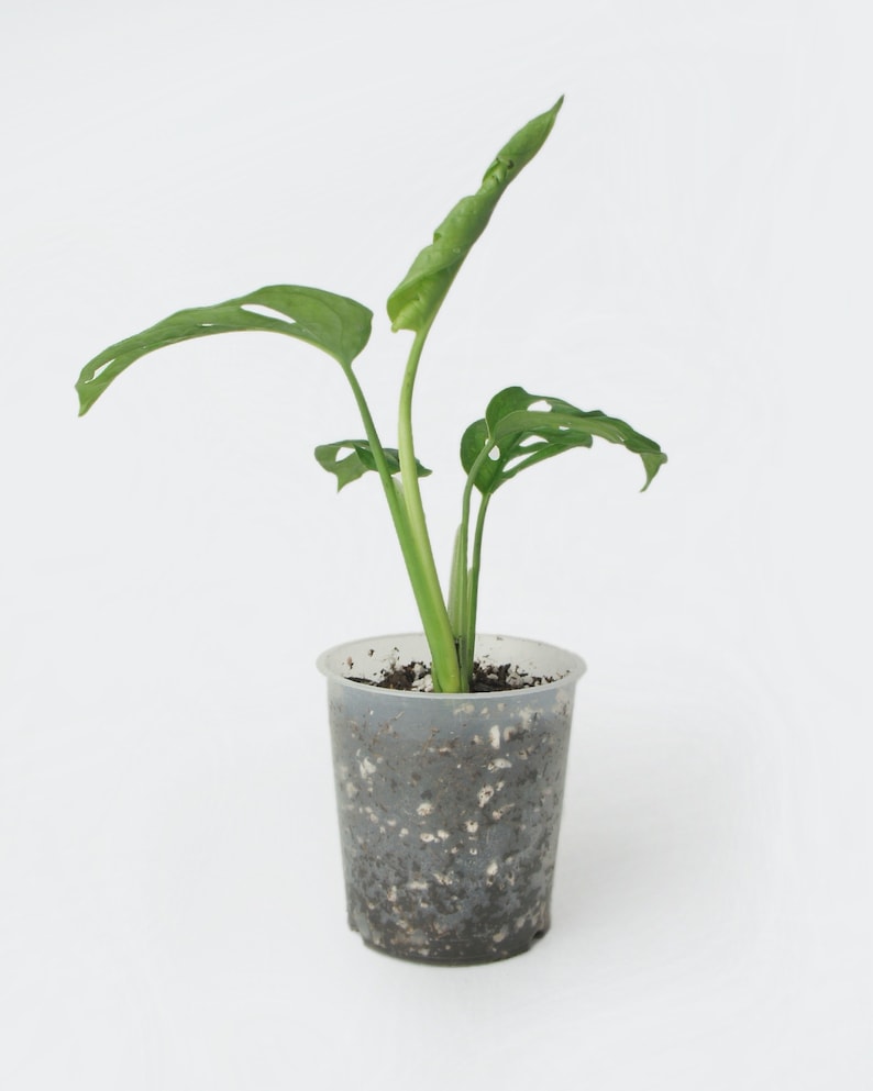 Monstera Adansonii Bouture avec racines image 3