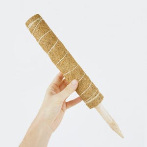Peut inclure: Un tuteur cylindrique pour plantes en fibre de coco marron naturel, enveloppé de ficelle. Le bas du tuteur est un piquet en bois. Le tuteur est tenu par une main sur fond blanc.