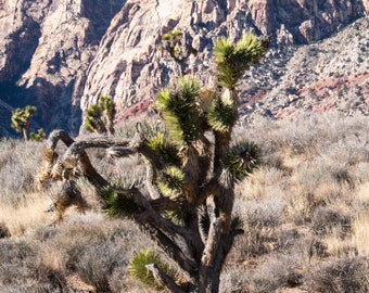 Joshua Tree Print, Nevada Desert Print, Red Rock Canyon