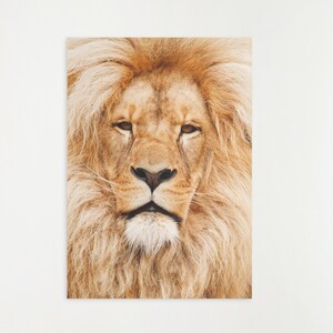 Lion Wall Art | Safari Lion Photo | Poster Safari