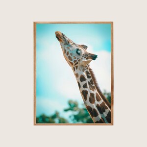 Giraffe Print | Safari Animal Wall Art | Giraffe Photo Print