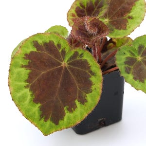 Begonia dongoranensis