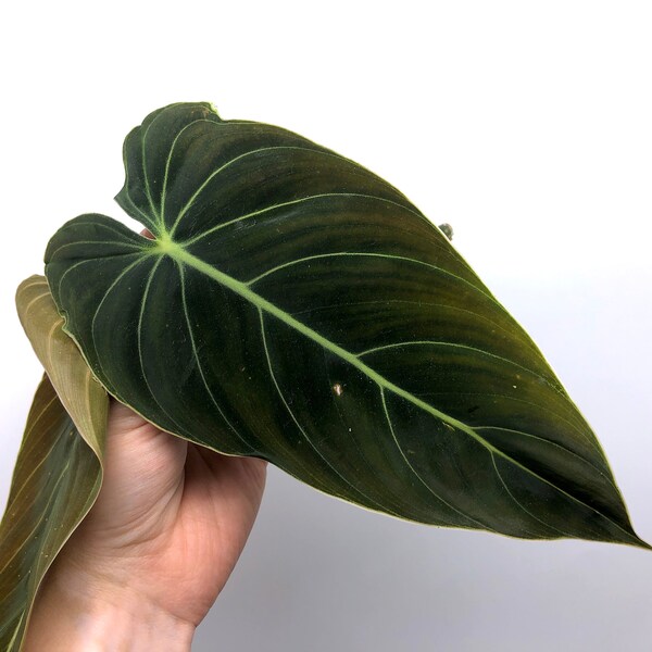 Philodendron melanochrysum cuttings (black gold philo)