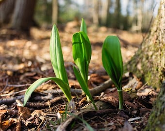 Wild Ramps Seeds: Allium Tricoccum, Onion-Garlic Flavor (10 Seeds)