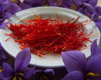 Saffron Corms Bulbs, Crocus sativus, Saffron Spice, Harvest Your Own Spice, Premium Saffron Bulbs for Your Garden