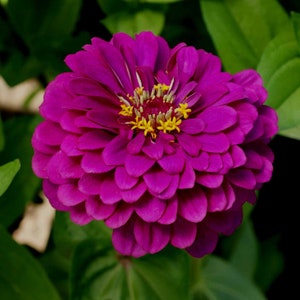 Purple Prince Zinnia, Zinnia elegans, Cut Flower, Attracts Butterflies to Your Garden, 10 Seeds